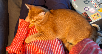 ysée pet sitter à LORIENT 56100_1