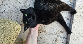 virginie pet sitter à LYON 04 69004_3