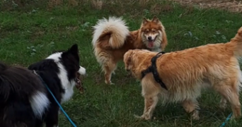 ghislaine pet sitter à ORNEX 01210_3