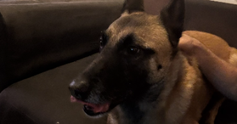 stanislas pet sitter à LE COTEAU 42120_1