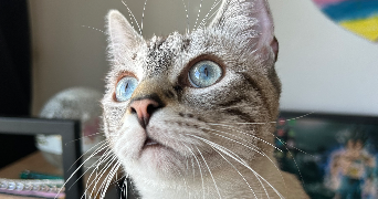 naïa pet sitter à MOISSY CRAMAYEL 77550_5