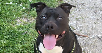 marine pet sitter à EZANVILLE 95460_0