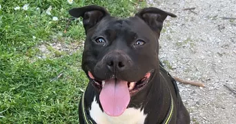 marine pet sitter à EZANVILLE 95460