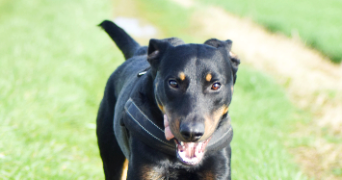 justine pet sitter à FRESNAY SUR SARTHE 72130_3