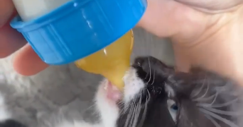 cyrielle pet sitter à Saint germain en laye 78100_2