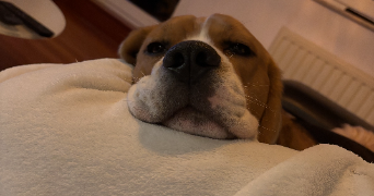 estelle pet sitter à Thionville 57100_3