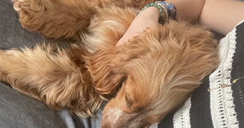 mazarine pet sitter à RENNES 35200_3
