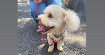 maléna pet sitter à CAEN 14000_2