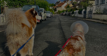 nina pet sitter à BALLAINVILLIERS 91160_4
