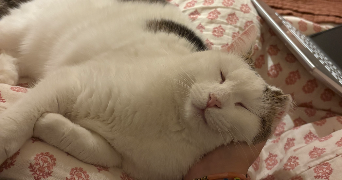 astrid pet sitter à PESSAC 33600_1