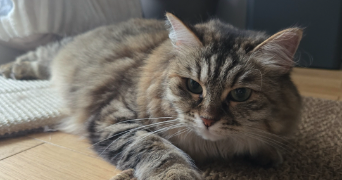 Marina pet sitter à Carrières-sous-Poissy 78955_5