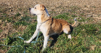 luca pet sitter à L ESCALE 04160_3