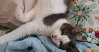 azilys pet sitter à CLERMONT FERRAND 63000_3
