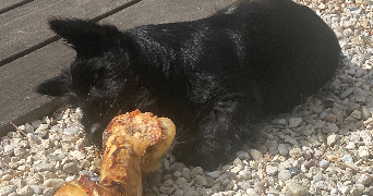 stephan pet sitter à DOMPIERRE SUR MER 17139_6