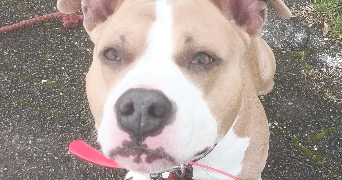 pauline pet sitter à FROUZINS 31270_6