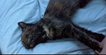 léa pet sitter à SCHILTIGHEIM 67300_8