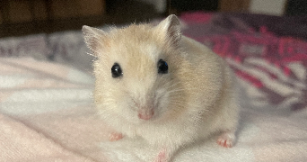 laura pet sitter à CHAMBOURCY 78240_3