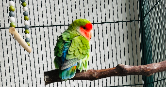 audrey pet sitter à GOUVIEUX 60270_5