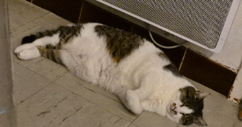 océane pet sitter à MORLAIX 29600_2