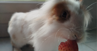 yllana pet sitter à CAUDEBEC LES ELBEUF 76320_3