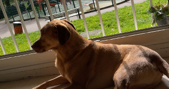 camelia pet sitter à CHATENAY MALABRY 92290_2