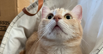 anaïs pet sitter à EPONE 78680_2