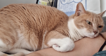 aurelie pet sitter à CHAMPIGNY SUR MARNE 94500_1
