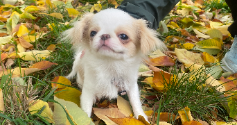 elizaveta pet sitter à VILLENEUVE LA GARENNE 92390_3