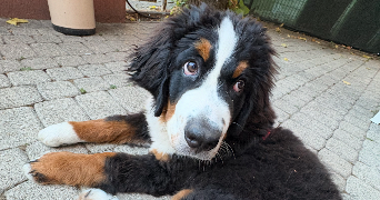 lou pet sitter à MONTPELLIER 34000_1