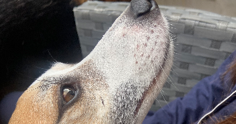nora pet sitter à VALMONDOIS 95760_3