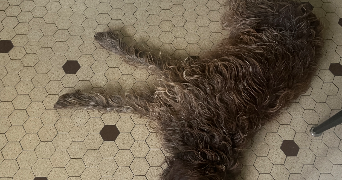 leo pet sitter à QUETIGNY 21800_5