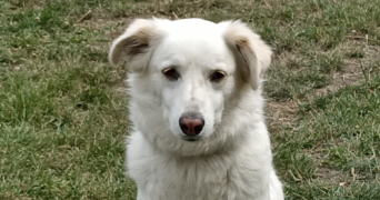 helena pet sitter à HERIN 59195_2