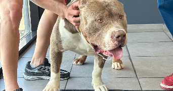 mahel pet sitter à CLERMONT FERRAND 63000_6