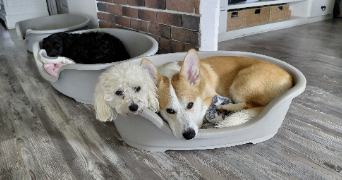 carine pet sitter à ST JUST CHALEYSSIN 38540_5