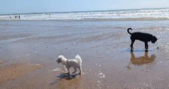 alizée pet sitter à TRELAZE 49800_3