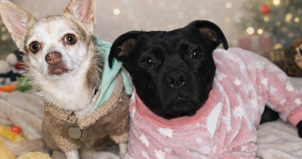 axelle pet sitter à AXAT 11140_2