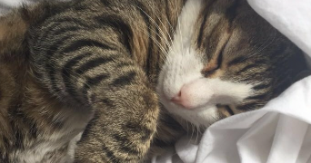 agathe pet sitter à COLOMBES 92700_1