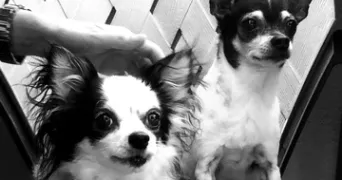 myriam pet sitter à GARDANNE 13120