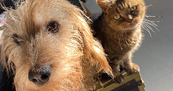 noelie pet sitter à VIENNE 38200