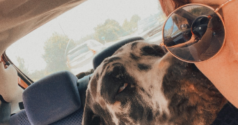 mauryne pet sitter à LOUGRATTE 47290_3
