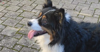 lina  pet sitter à WITTELSHEIM 68310_1
