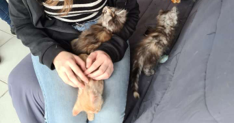 chloé pet sitter à REIMS 51100_3