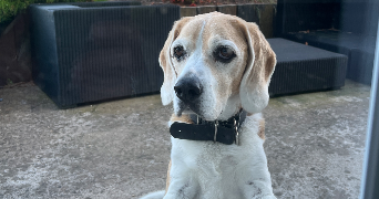 stéphanie pet sitter à PORDIC 22590_5