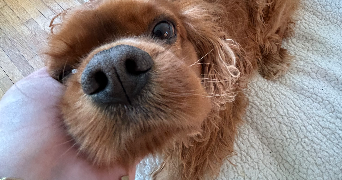 violette pet sitter à MEUDON 92190_1