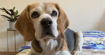 chloé pet sitter à ROUEN 76000_4