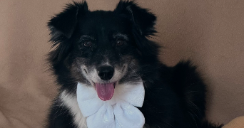 anais pet sitter à SALLES ARBUISSONNAS EN BEAUJOLAIS 69460_0