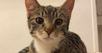 celia pet sitter à STRASBOURG 67000_3