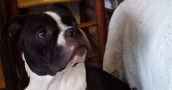 régis pet sitter à AGNIN 38150