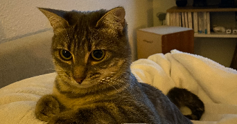 camille pet sitter à MEYLAN 38240_1