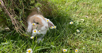 rachel pet sitter à AUDINCOURT 25400_3